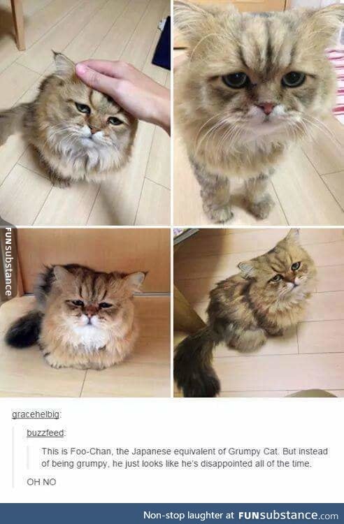Poor disappointed kitty.
