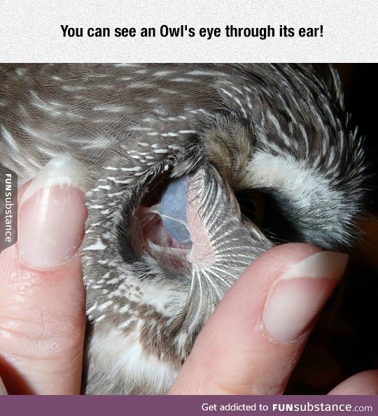 See the back of an owl's eye