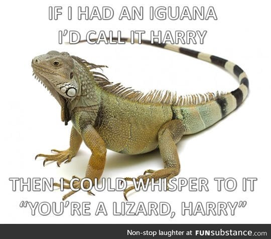 My magical iguana