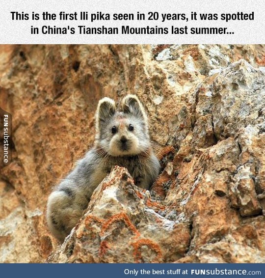 The first lli pika seen in 20 years