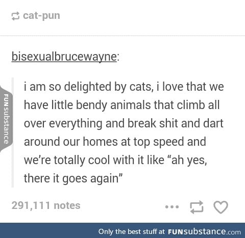 I love cats,I love every kind of cat