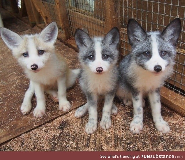 Trio of baby foxes