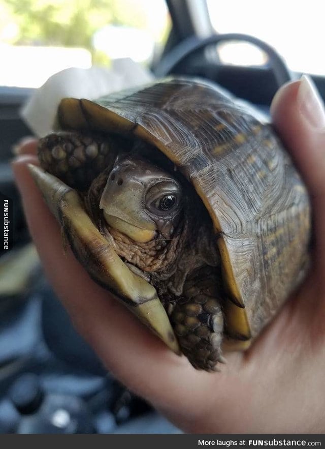 Photogenic turtle