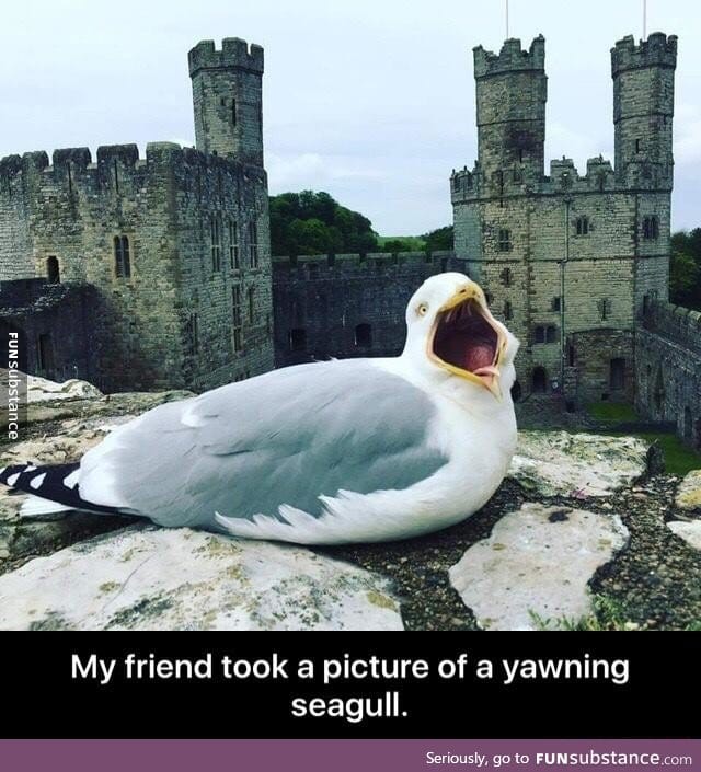 Yawning seagull