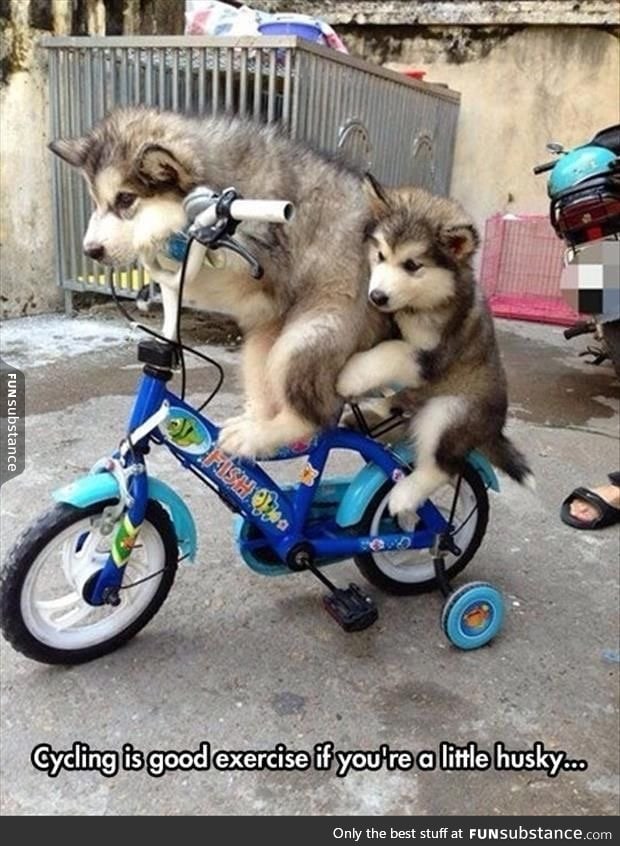 Just two snuggle wuggles on a bike