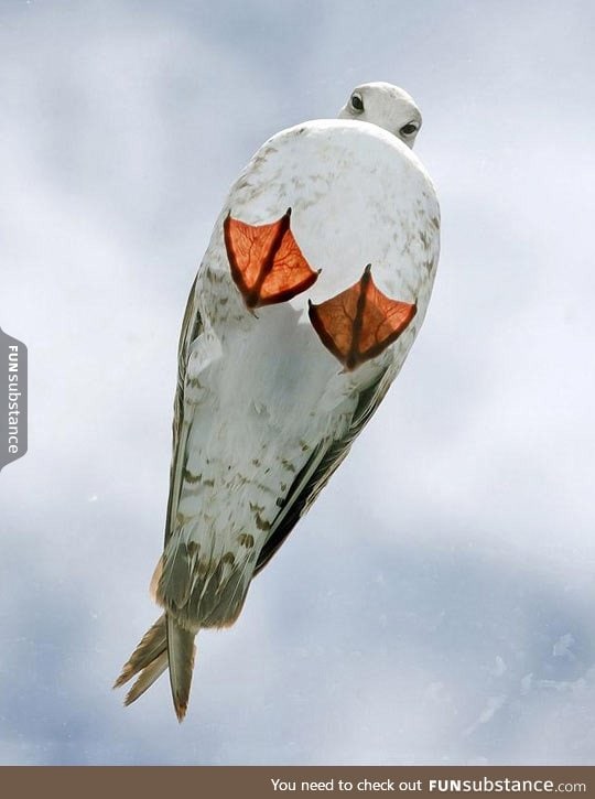 Just a seagull on a glass roof