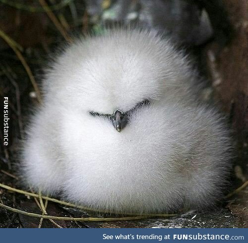 This is the angriest floof I've ever seen