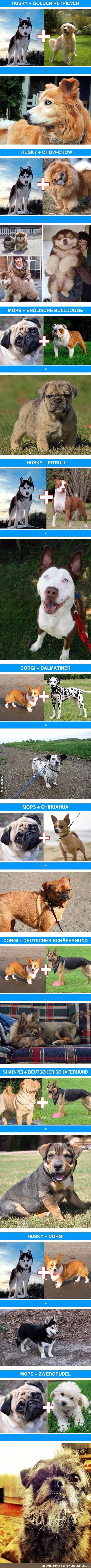Awesome and adorable dog cross-breeds