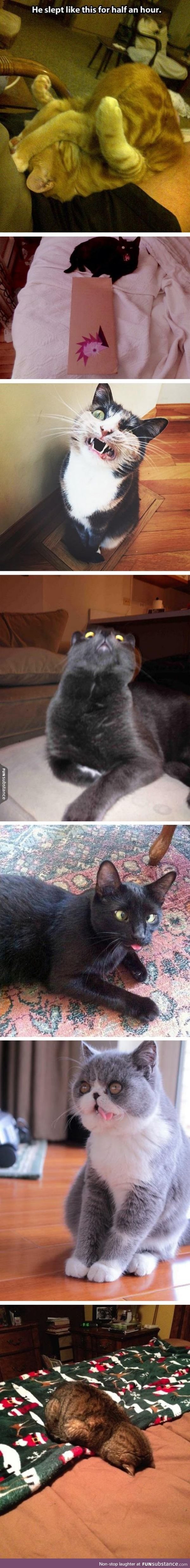 These cat pics made my day