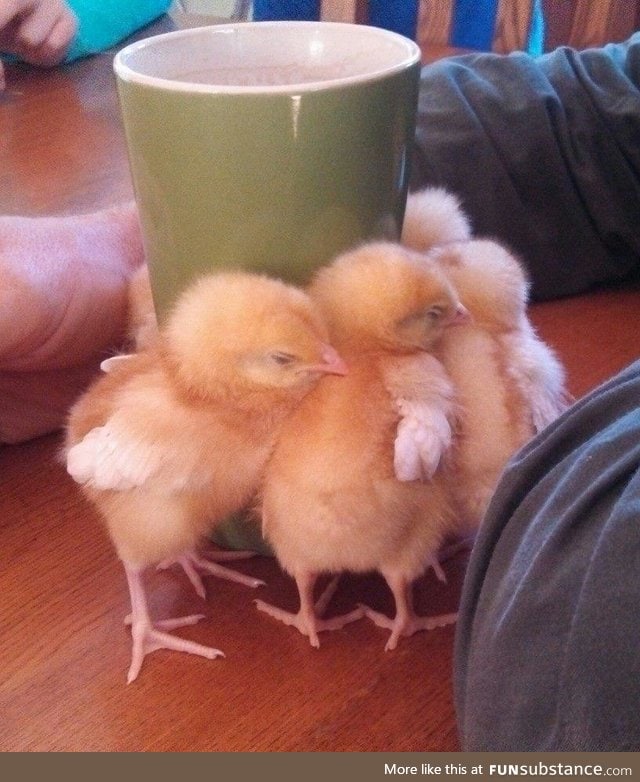 These baby chicks want to warm themselves up