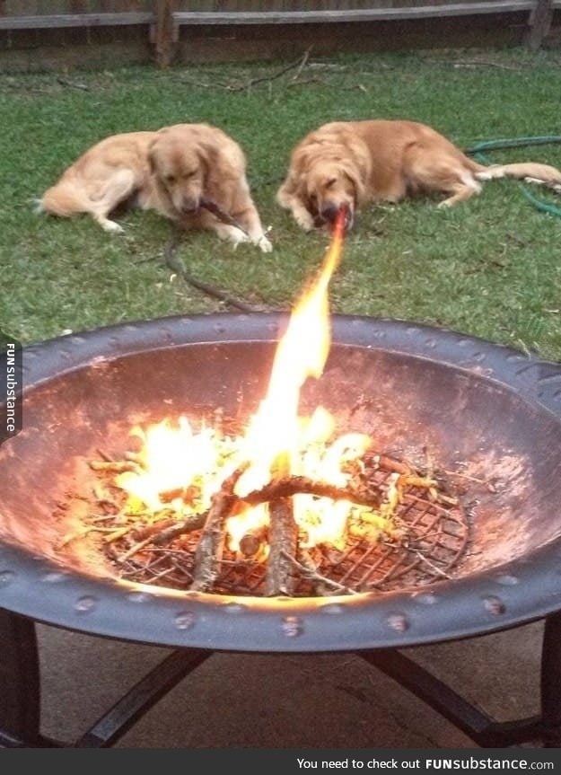 Rare fire breathing retriever