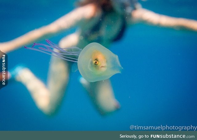 A fish trapped inside a Jellyfish!