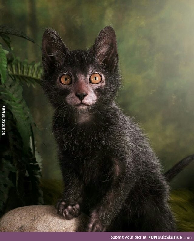 The Lykoi cat , otherwise known as Werewolf Cat