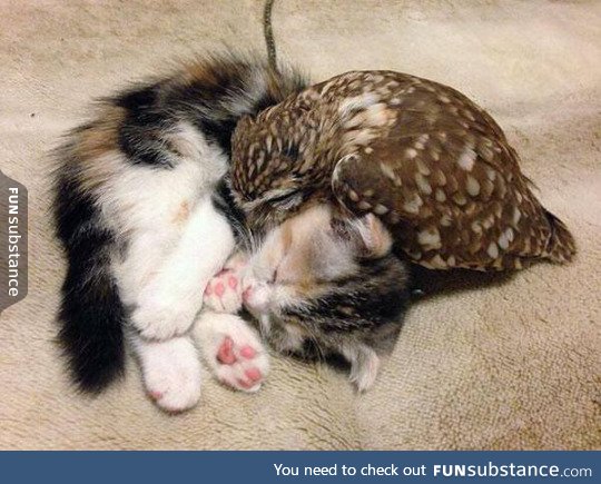 Kitten and owl love each other!