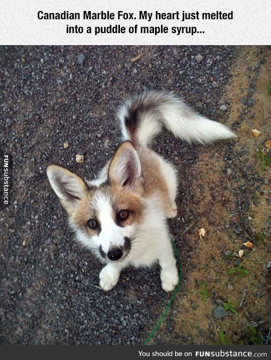 Canadian marble fox