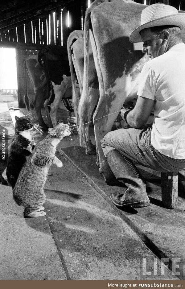 1954, cats catching milk!