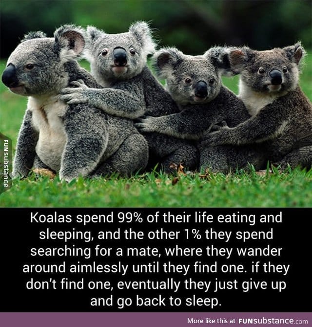 Koala life - FunSubstance