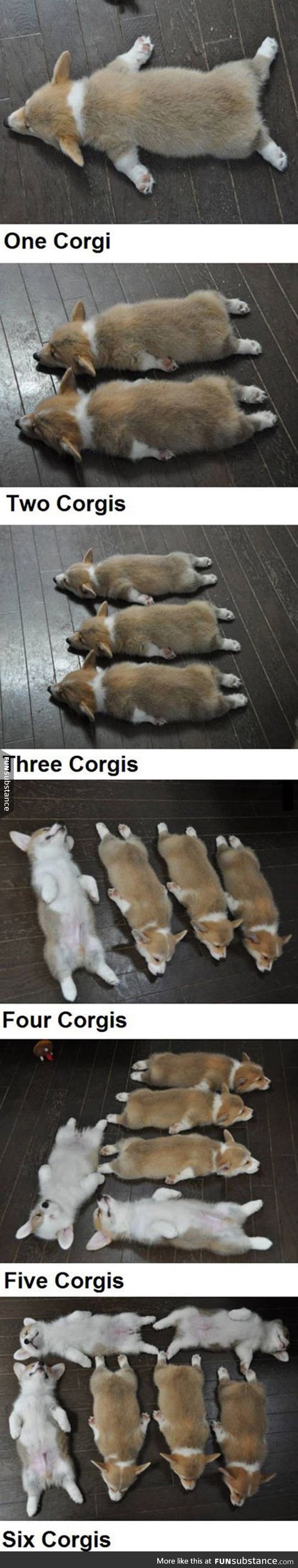Just counting with corgis