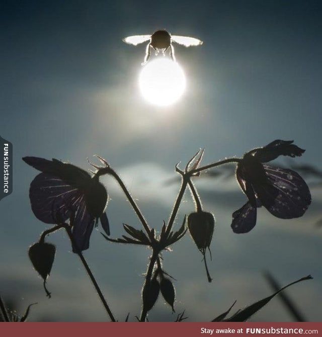 Bumblebee carrying the sun