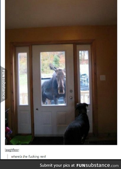 Landlord has moose enforcement