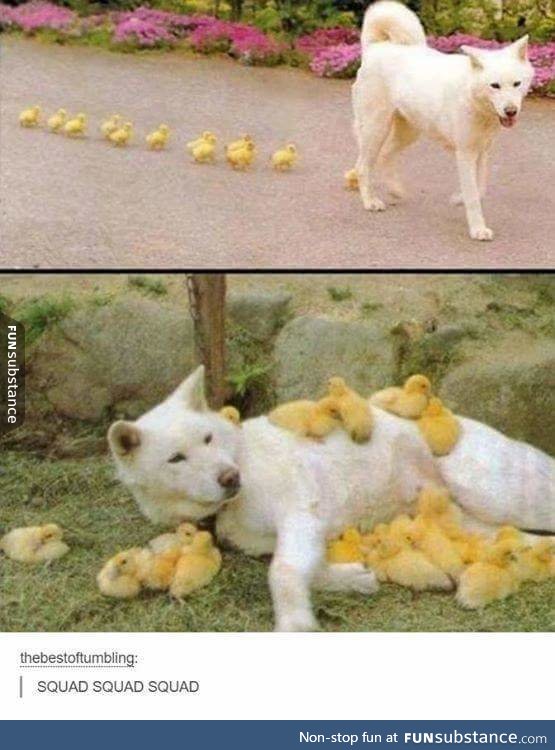 Follow me little duckies