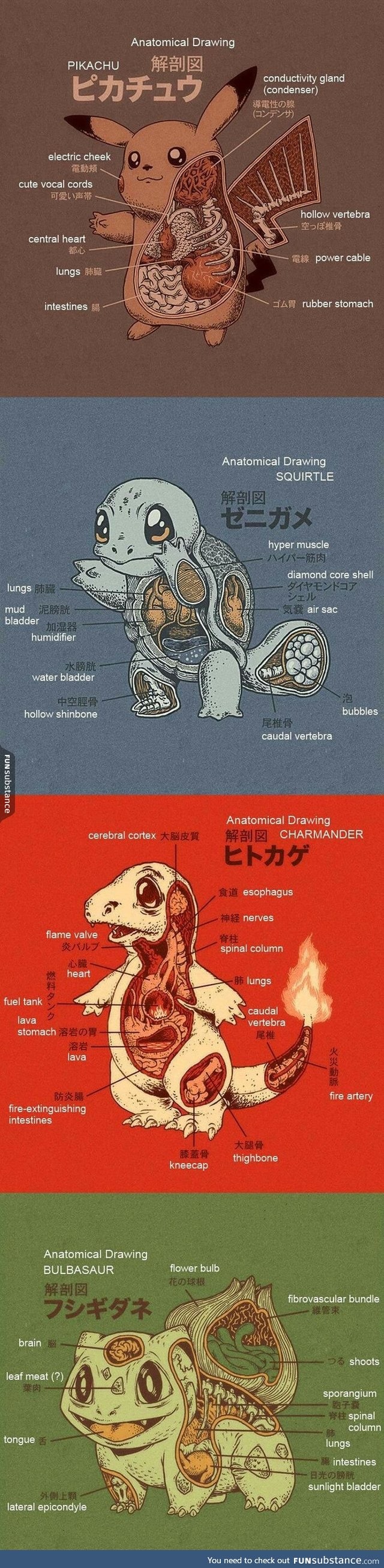 Anatomy of pokemons