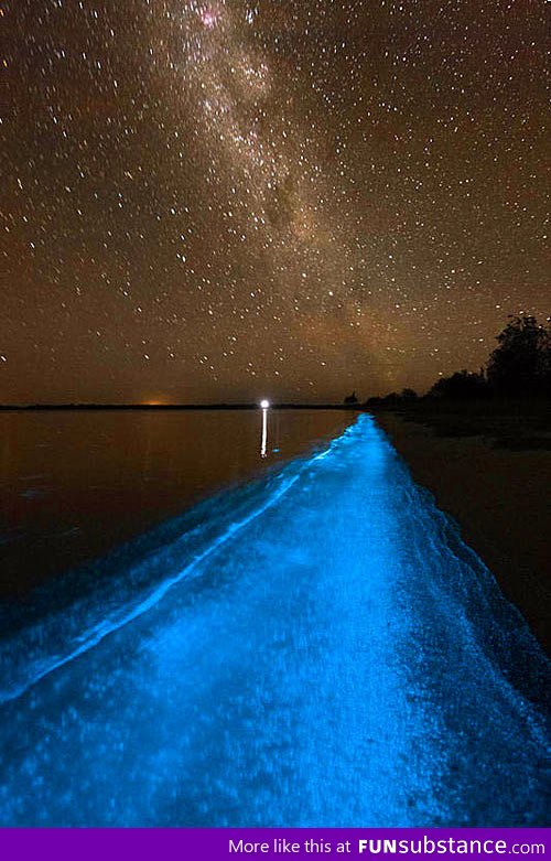 This shore glows at night in Puerto Rico