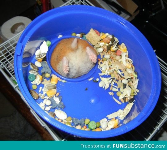 First world hamster problems