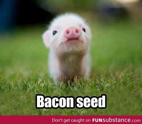 Little seed of bacon