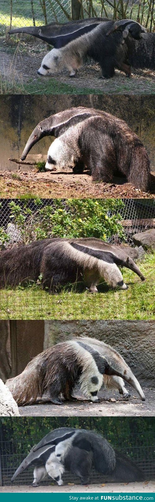 Giant anteater legs look like pandas