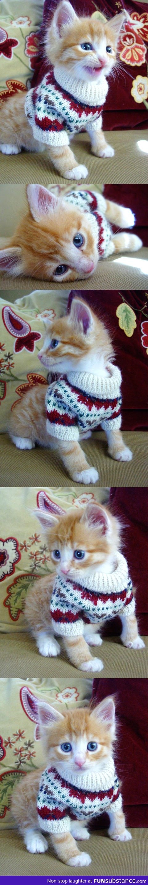 Cat in a sweater