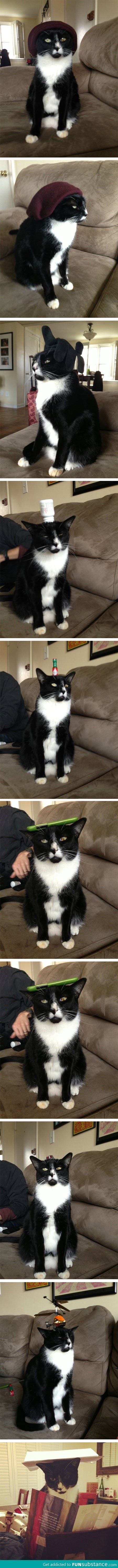 Harold the cat balances things on his head