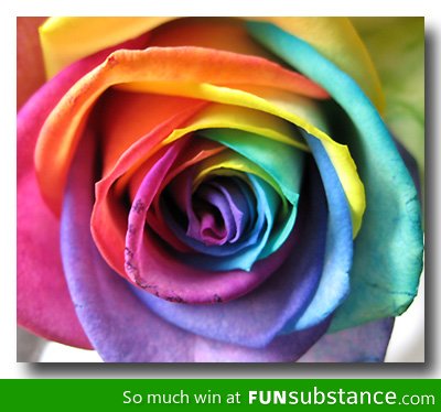 Rainbow Rose