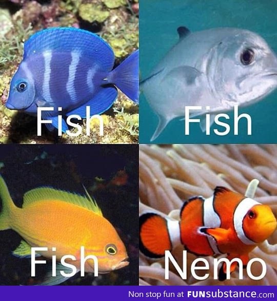 How I identify fish