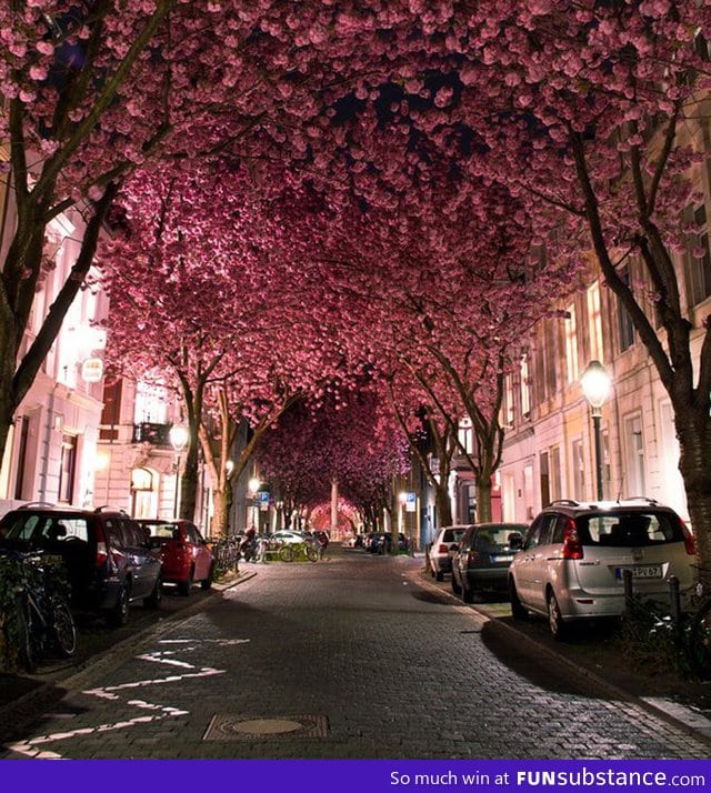 Cherry blossoms tunnel