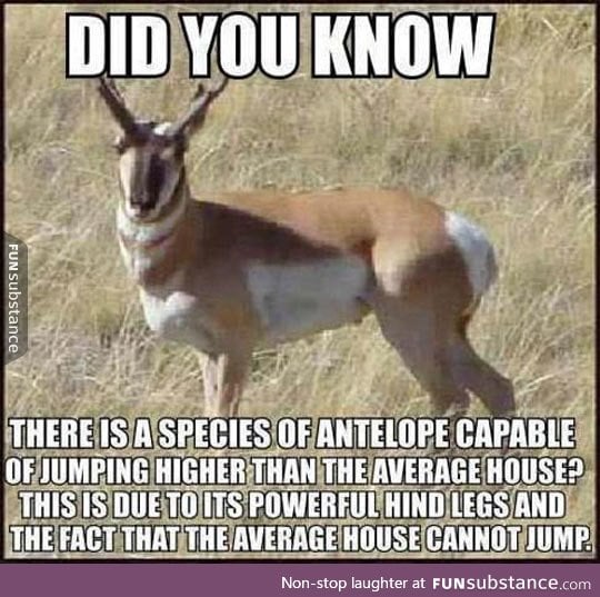 Here's A Fun Fact You Probably Didn't Know Yet