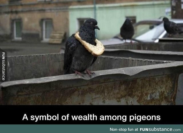 Pigeon pimp