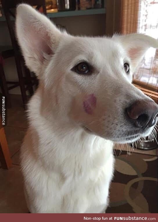 The only mark that should ever be left on a dog