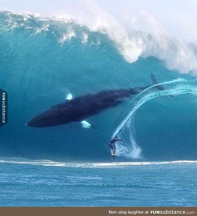 Whale-surfing