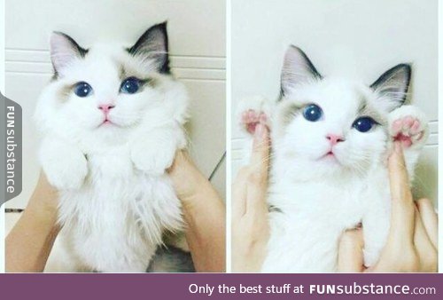 When a cat is prettier than most humans