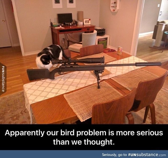 Bird problem