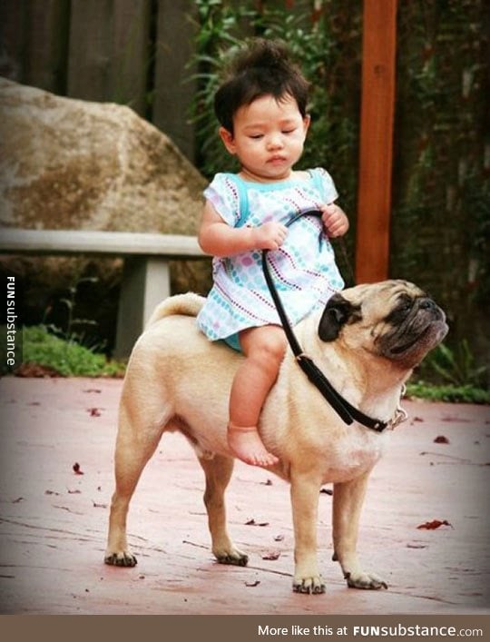 The pug rider, this pug looks so proud