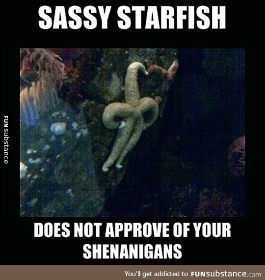 Starfish with an attitude