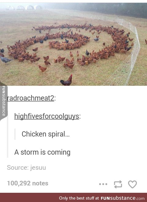 Spoopy chickens