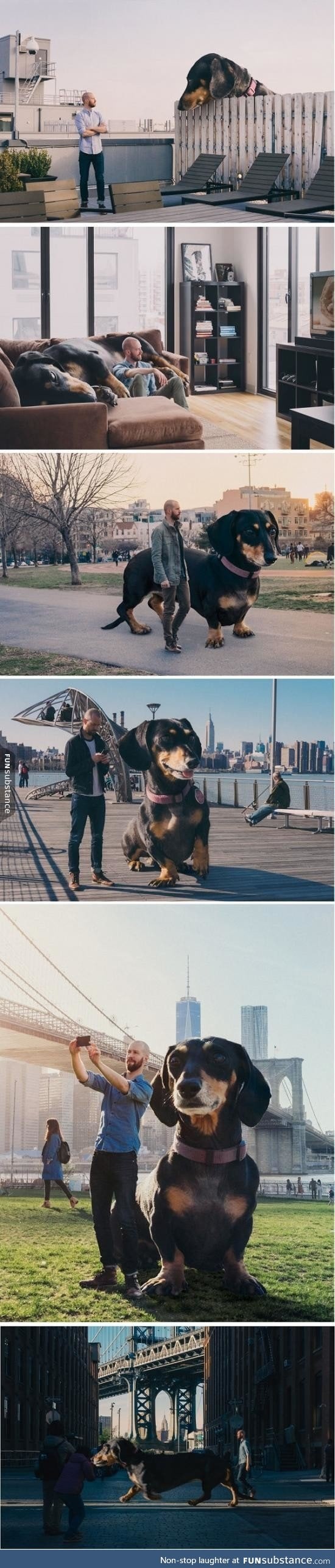 Photoshoping dog into a giant