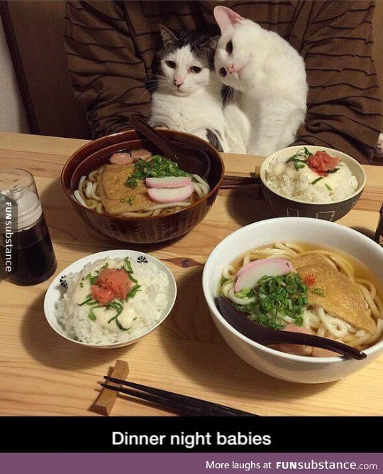 Fancy dinner with cats