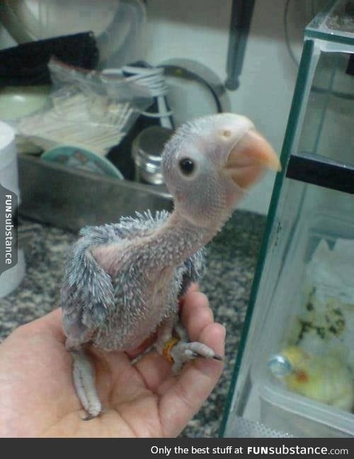 Baby parrots looks like dinosaurs