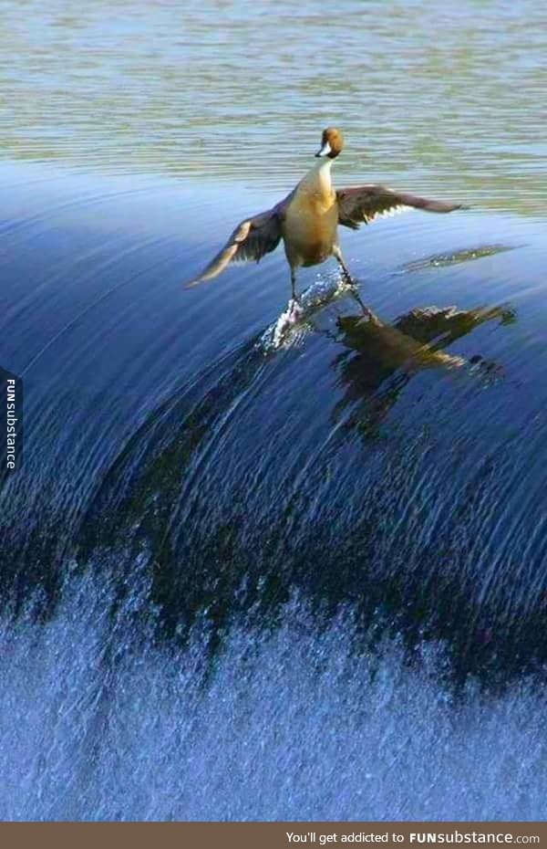 You are cool but you can never be duck surfing cool