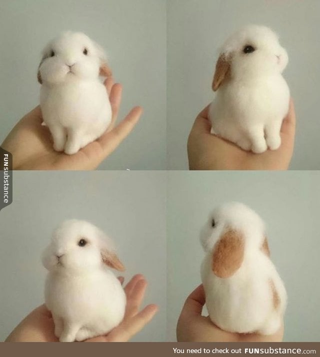 Cutest Bunny perfection