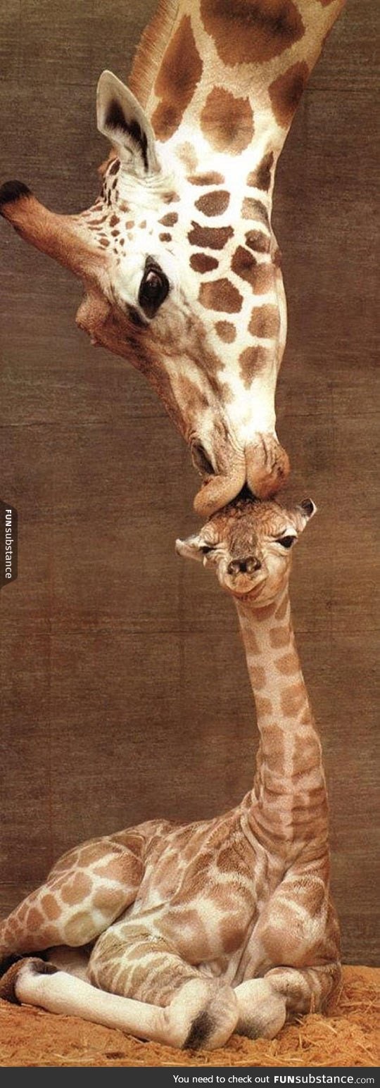 Mom kisses baby giraffe
